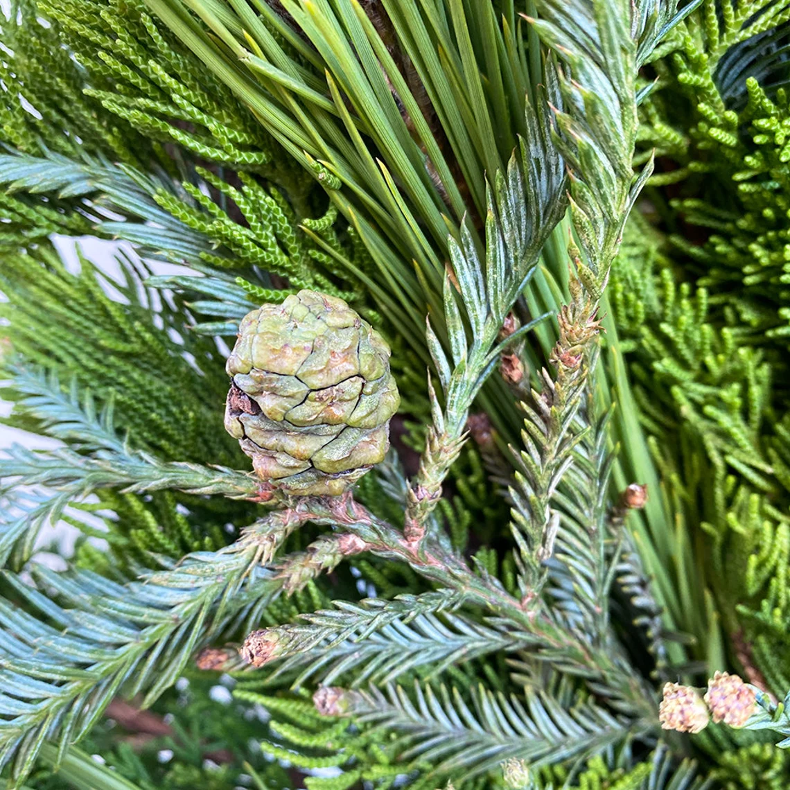 Fresh Redwood Cedar & Pine Wreath