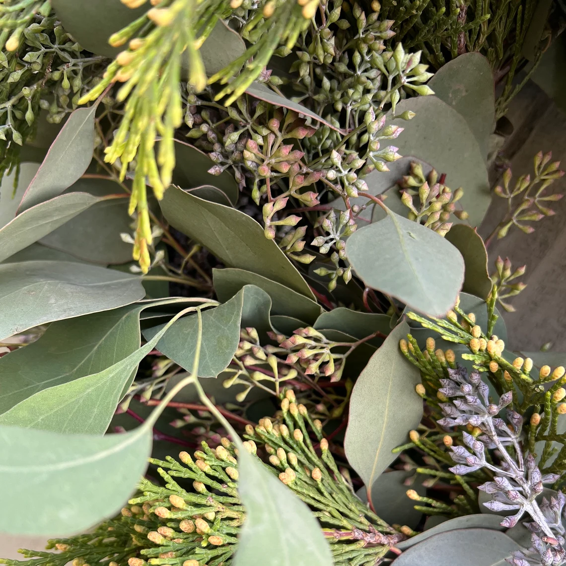 Fresh Seeded Eucalyptus and Cedar Wreath