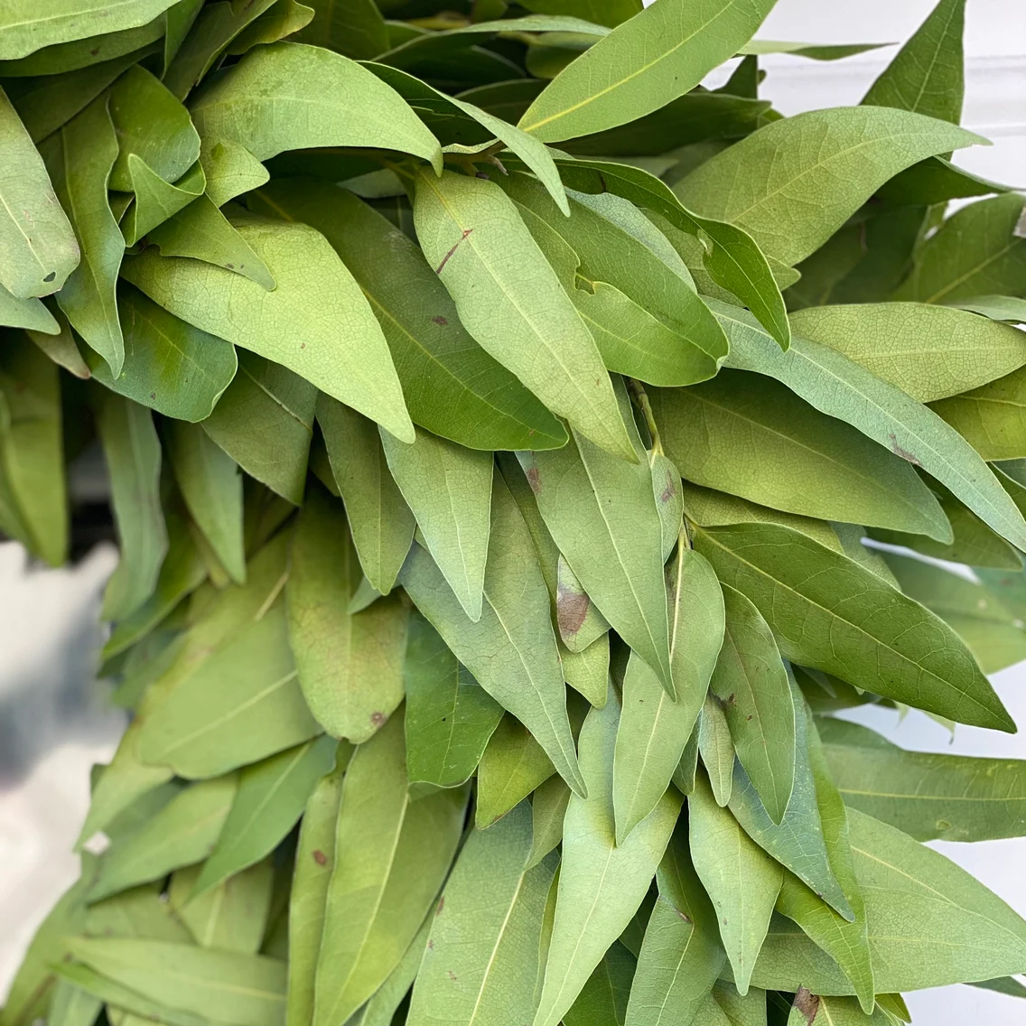 Fresh Bay Leaf  Wreath