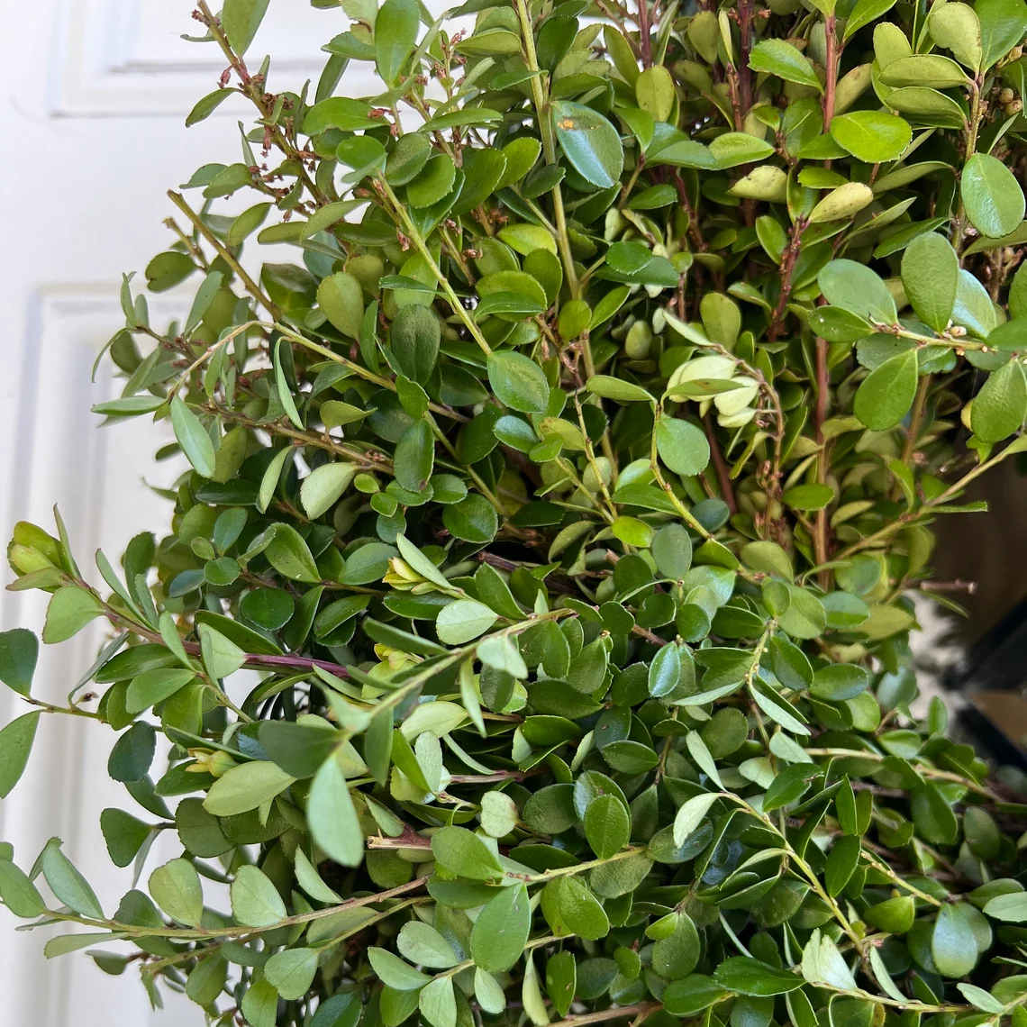 Fresh Boxwood Greenery Wreath