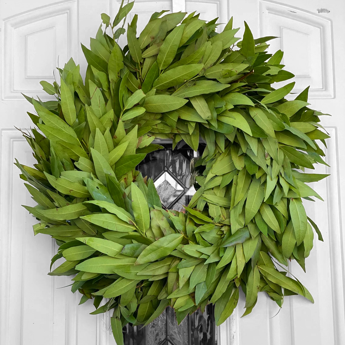 Fresh Bay Leaf  Wreath