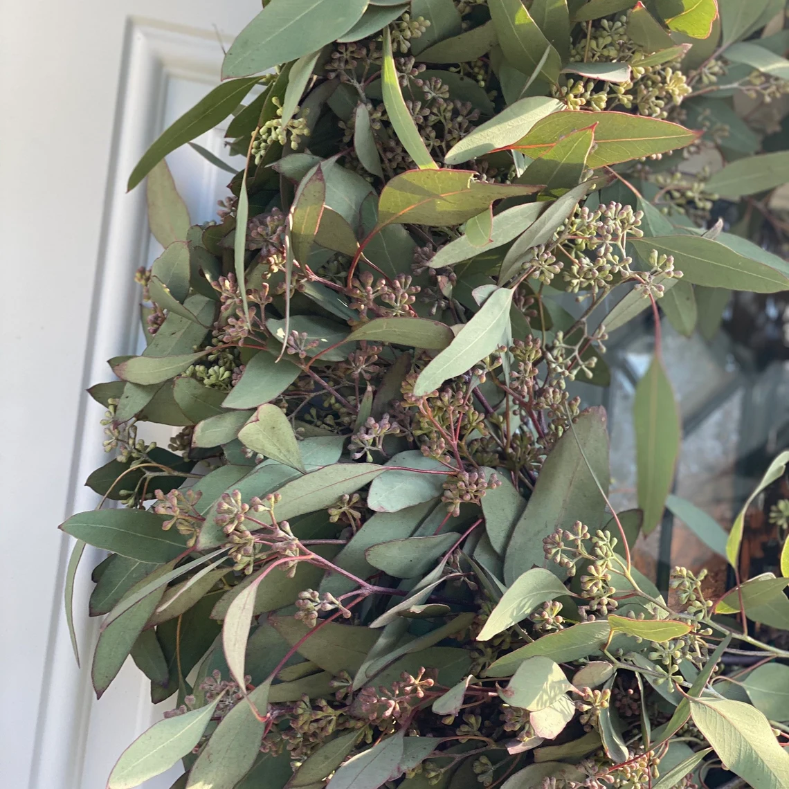 Fresh Seeded Eucalyptus Wreath