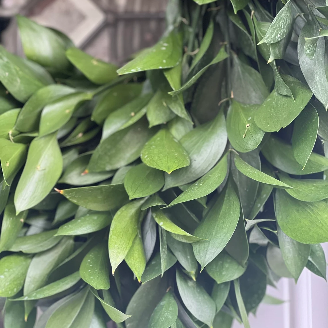 Fresh Ruscus Wreath