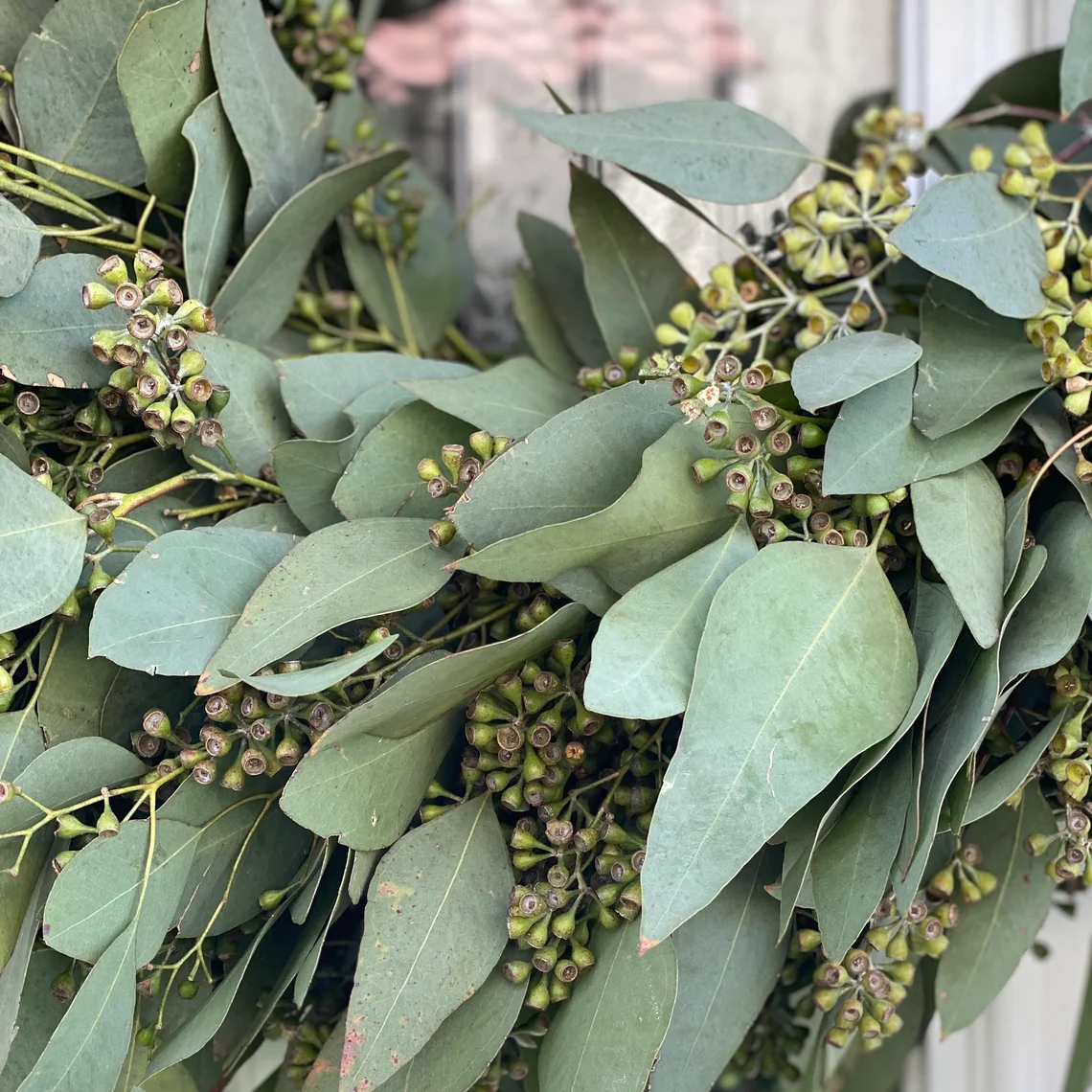 Fresh Seeded Eucalyptus Wreath