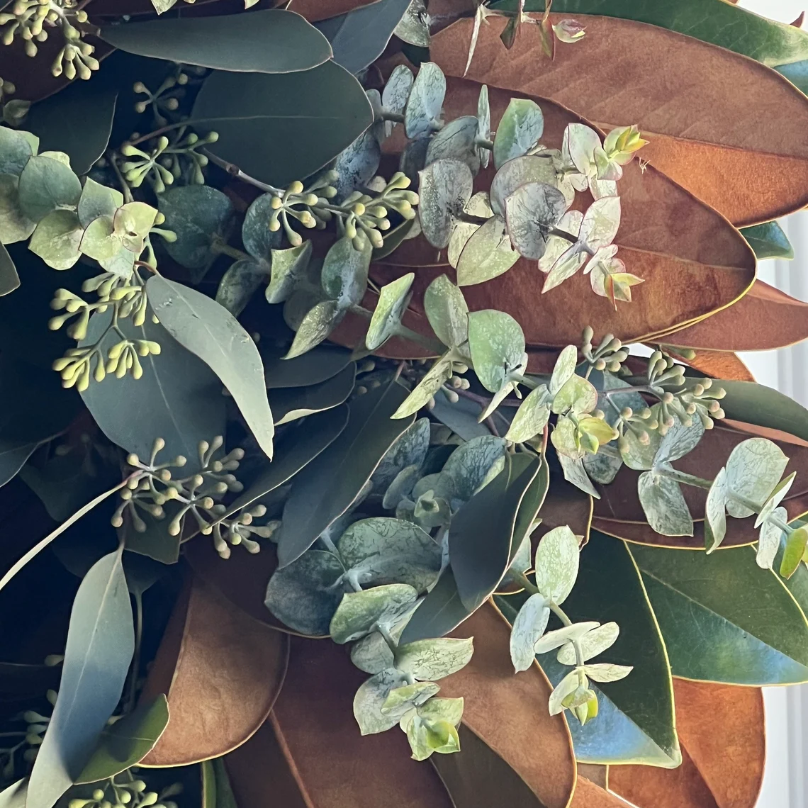 Fresh Magnolia Seeded Eucalyptus and Spiral Eucalyptus Wreath