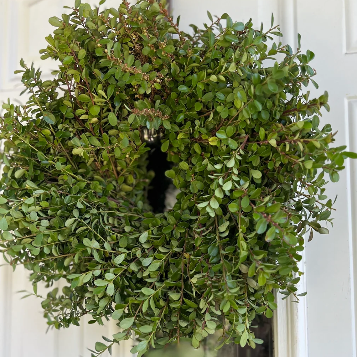 Fresh Boxwood Greenery Wreath