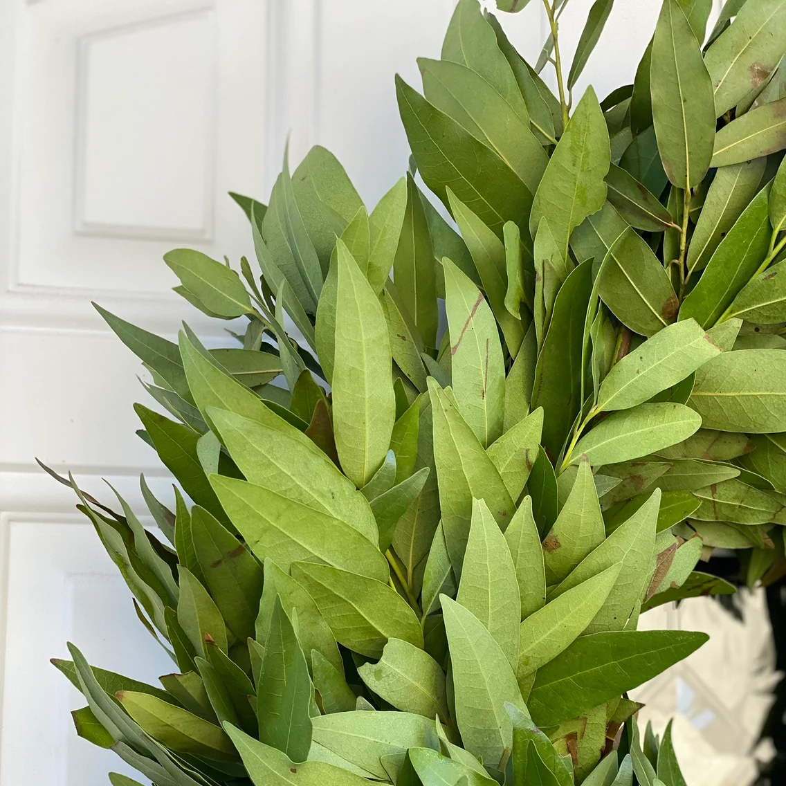 Fresh Bay Leaf  Wreath