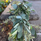 Fresh Rosemary, Olive, and Seeded Eucalyptus Garland