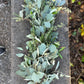 Fresh Rosemary, Olive, and Seeded Eucalyptus Garland