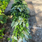 Fresh Seeded Eucalyptus and Ruscus Garland