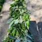 Fresh Seeded Eucalyptus and Ruscus Garland