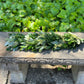 Fresh Seeded Eucalyptus and Ruscus Garland