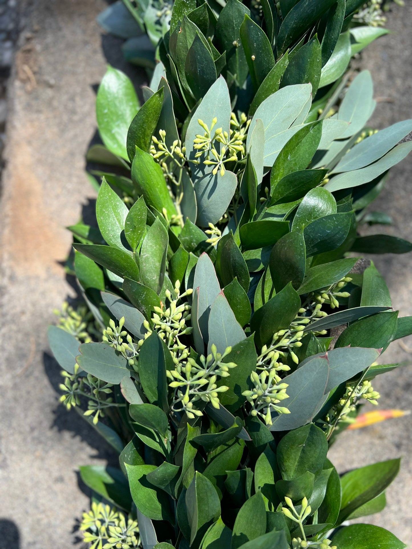 Fresh Seeded Eucalyptus and Ruscus Garland