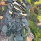 Fresh Silver Dollar Eucalyptus Garland