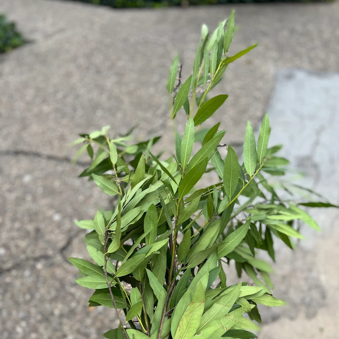 Fresh Fragrant Bay Leaf Bunch