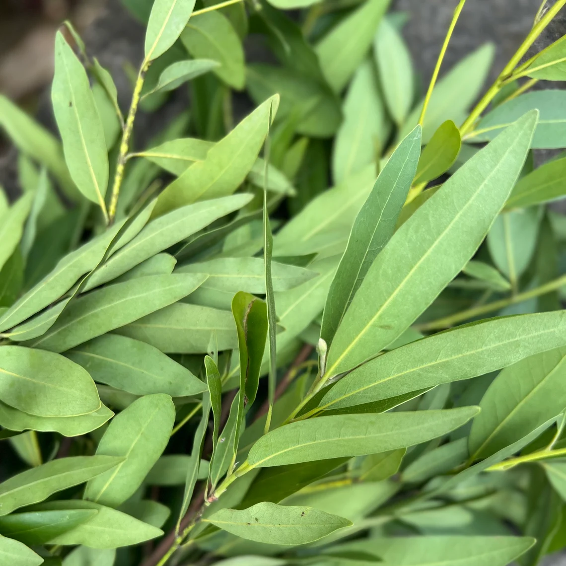 Fresh Fragrant Bay Leaf Bunch