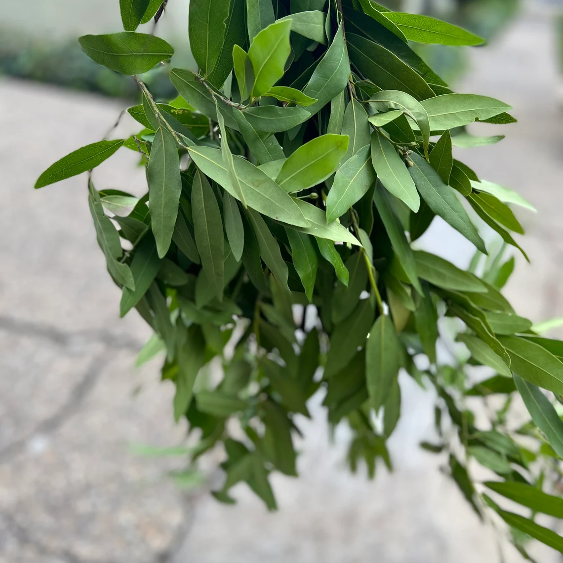 Fresh Fragrant Bay Leaf Bunch