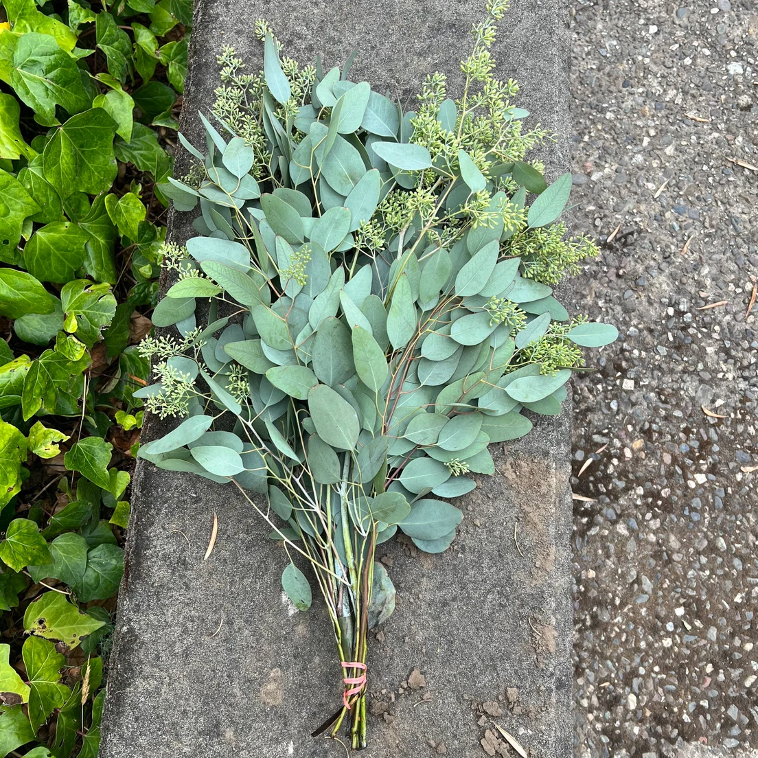 Fresh Seeded Eucalyptus Bunch