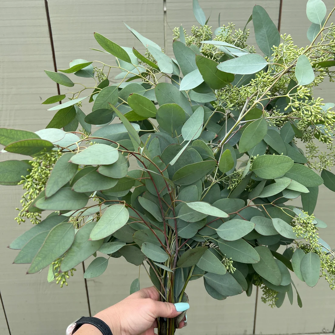 Fresh Seeded Eucalyptus Bunch