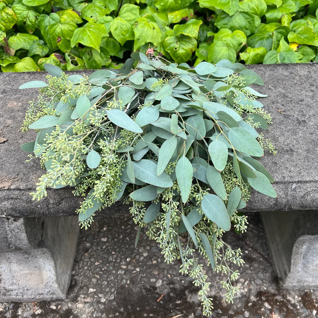 Fresh Seeded Eucalyptus Bunch