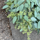 Fresh Seeded Eucalyptus Bunch