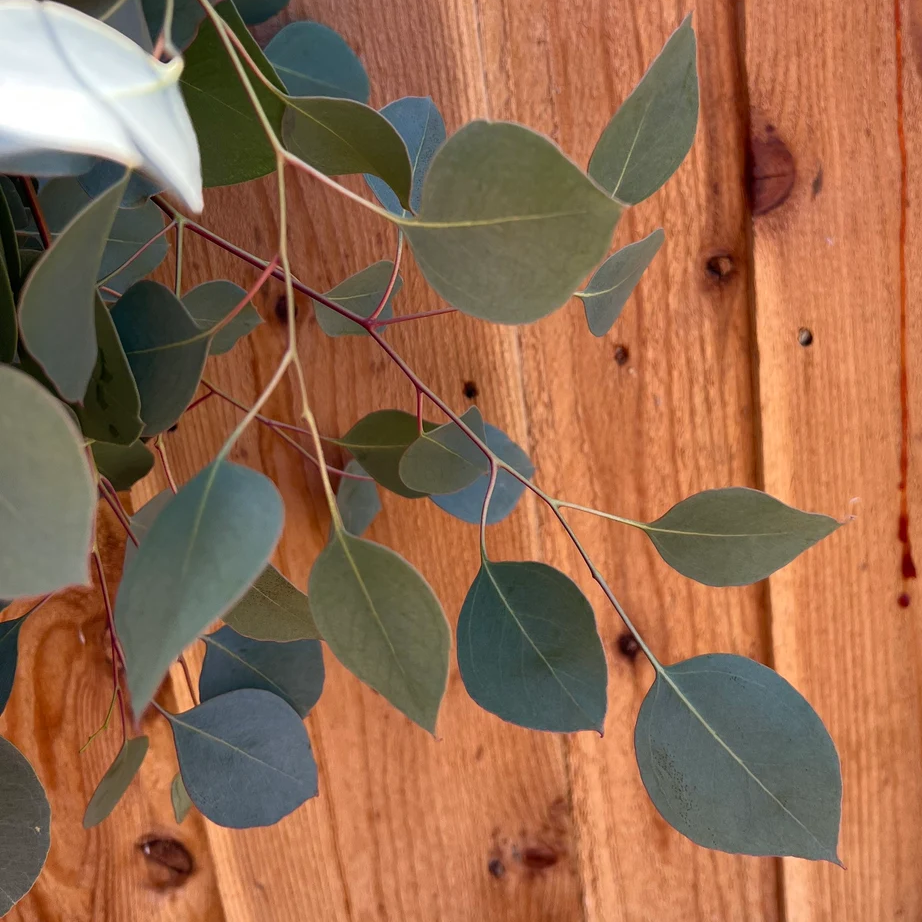 Fresh Silver Dollar Eucalyptus Bunch